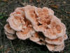 200608172729 large pink mushroom - Oakland Co.JPG