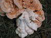 200608172732 large pink mushroom - Oakland Co.JPG