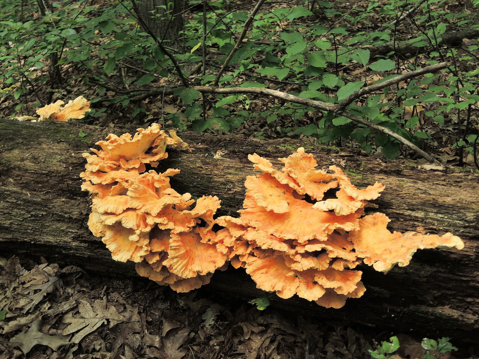 201308181424001 Chicken of the Woods (Laetiporus sulphureus) - Bald Mountain RA, Oakland Co, MI.JPG