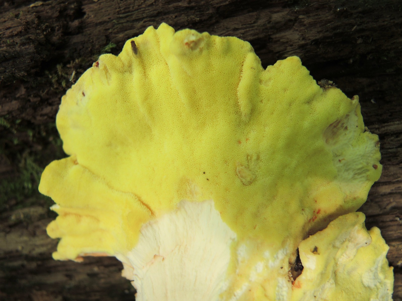 201308181424004 Chicken of the Woods (Laetiporus sulphureus) underside - Bald Mountain RA, Oakland Co, MI.JPG