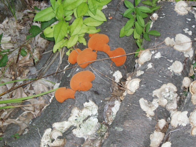 20059050174 cinnabar polypore.jpg