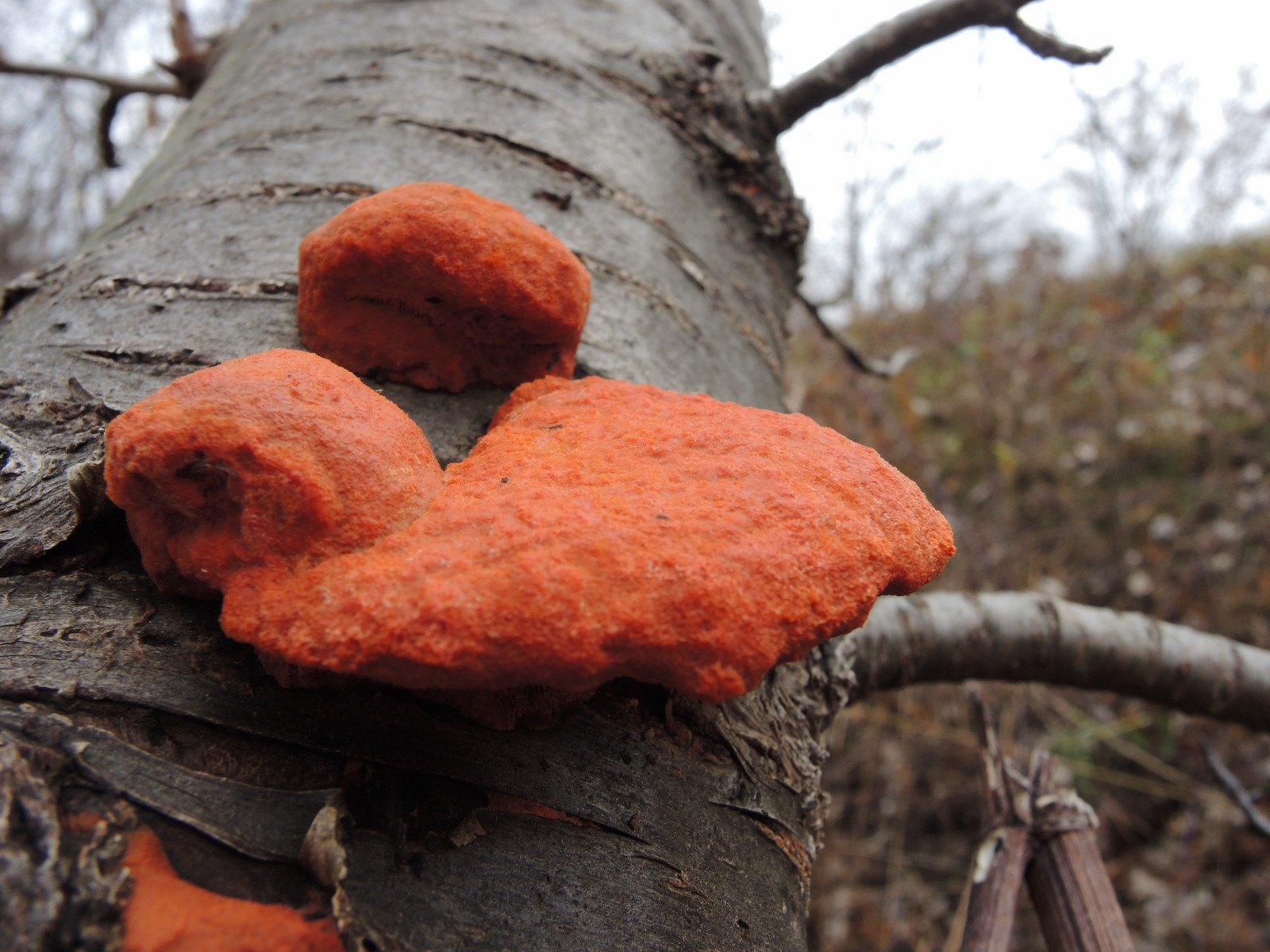 201311171614007 Cinnabar Polypore (Pycnoporus cinnabarinus) - Oakland Co.JPG