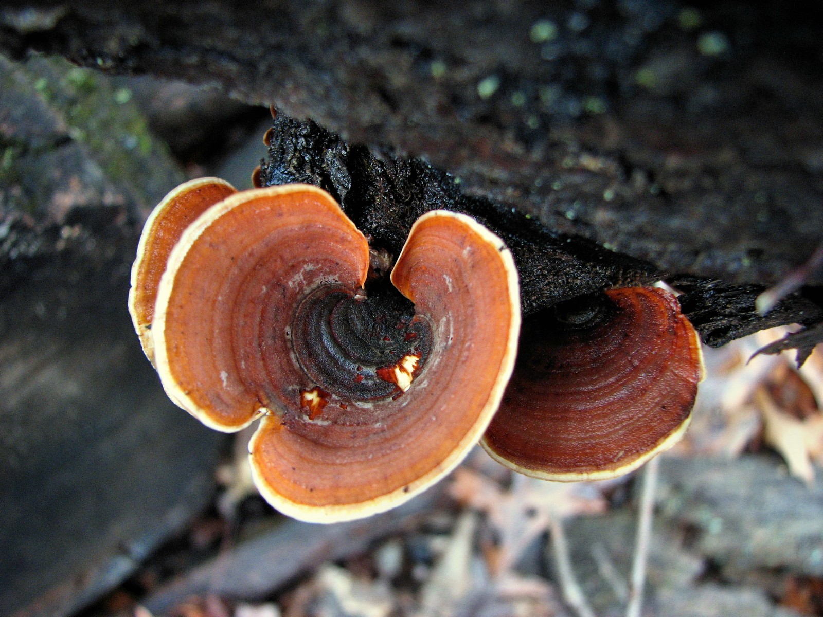 20100314161201 False TurkeyTail bracket fungi (Stereum ostrea) - Bald Mountain RA.JPG