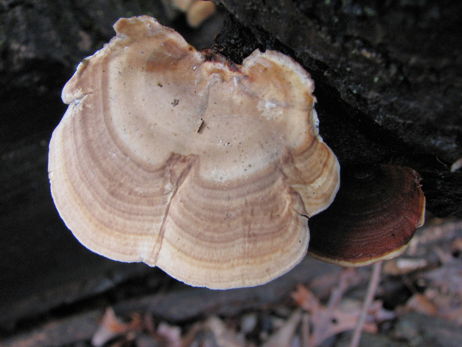 20100314161304 False TurkeyTail bracket fungi (Stereum ostrea) - Bald Mountain RA.JPG