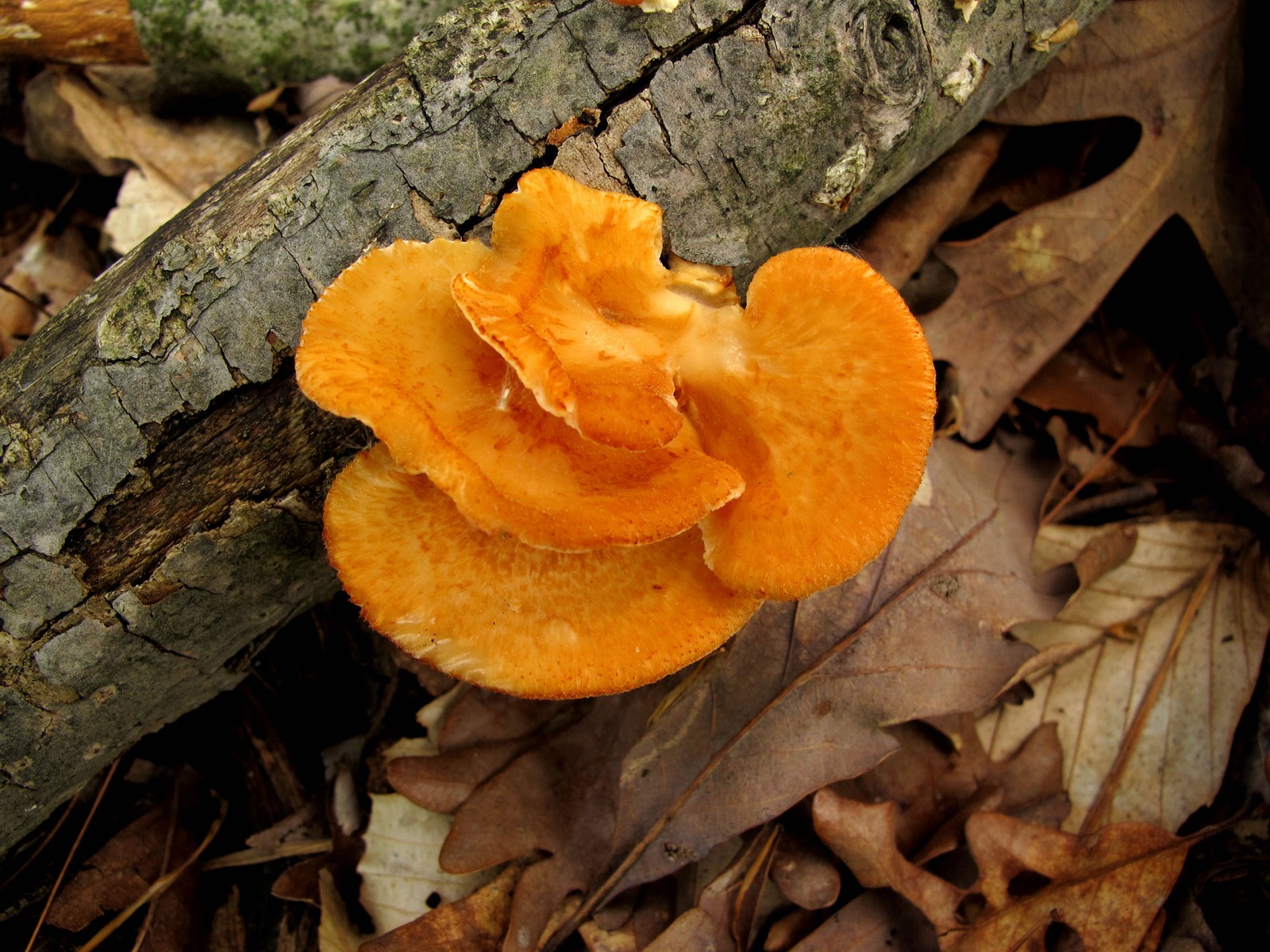 20100515122125 Hexagonal-Pored Polypore (Favolus alveolaris aka Polyporus mori) orange bracket mushrooms - Isabella Co, MI.JPG