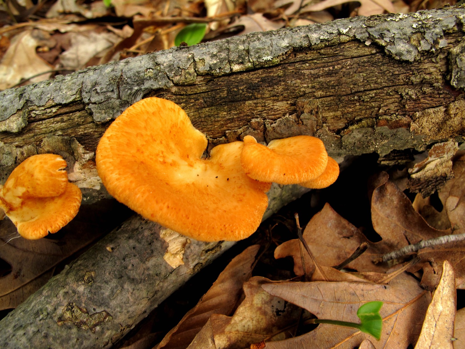 20100515122126 Hexagonal-Pored Polypore (Favolus alveolaris aka Polyporus mori) orange bracket mushrooms - Isabella Co, MI.JPG