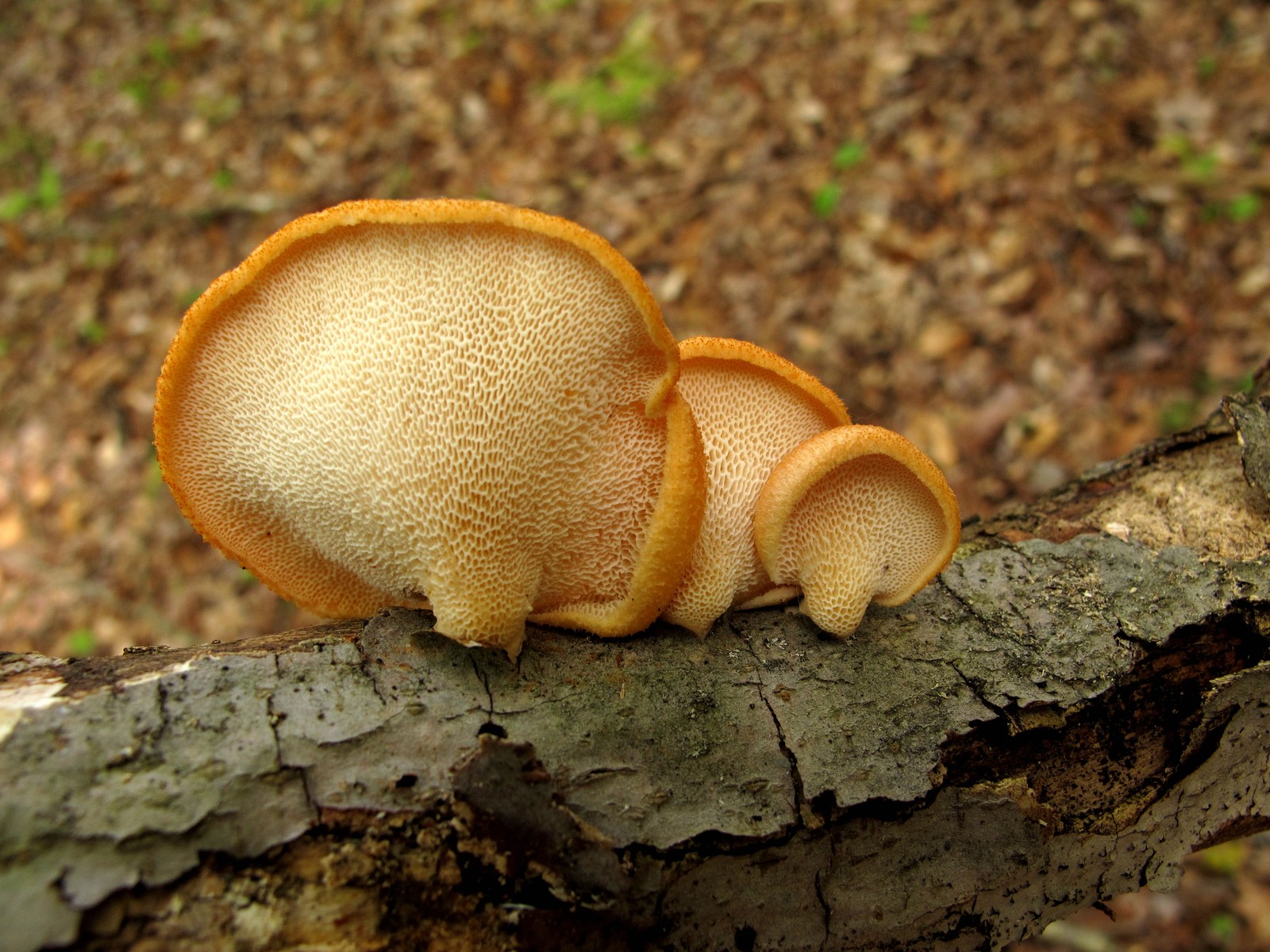 20100515122228 Hexagonal-Pored Polypore (Favolus alveolaris aka Polyporus mori) orange bracket mushrooms - Isabella Co, MI.JPG