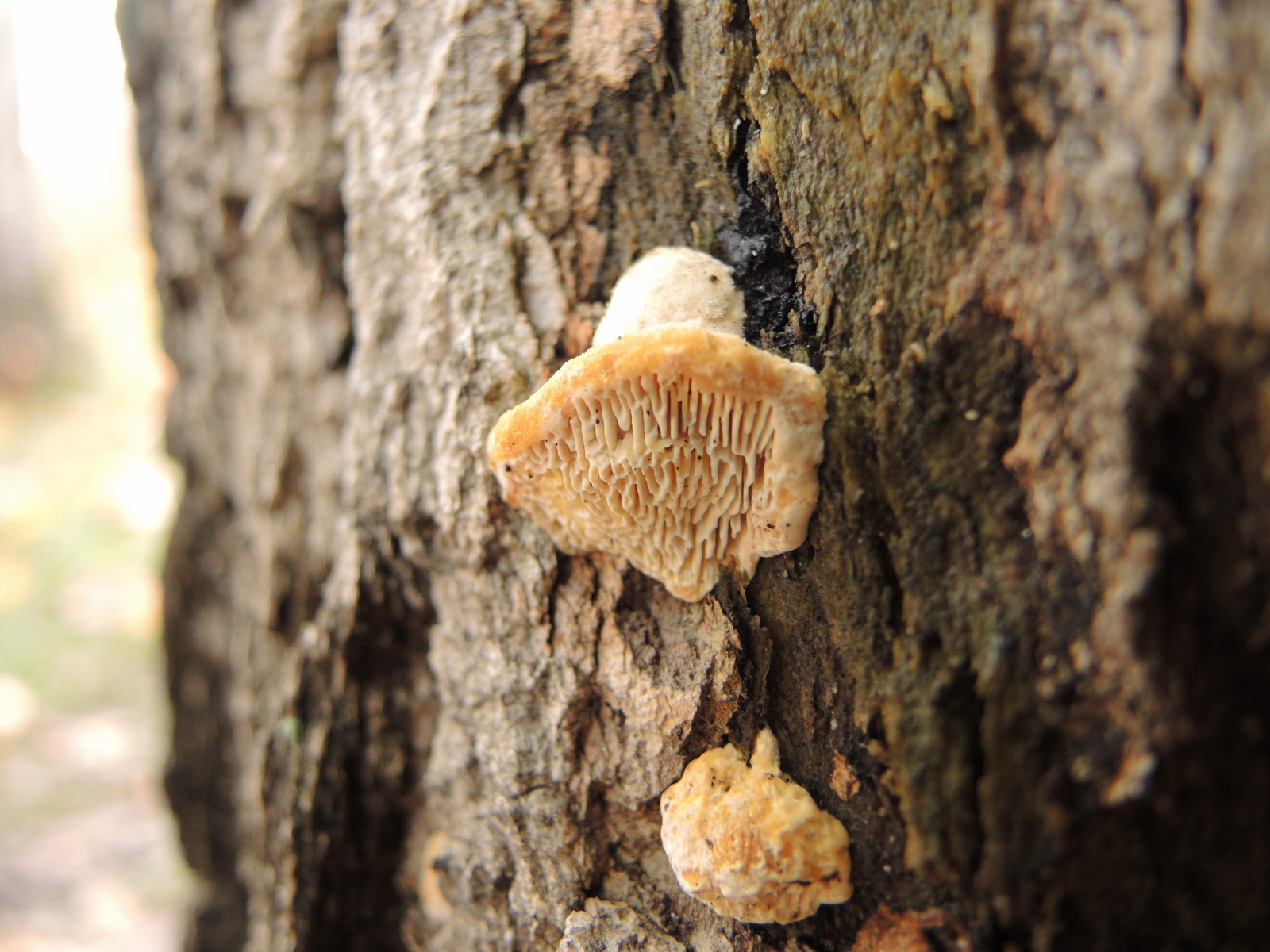 201310191646046 Oak Mazegill (Daedalea quercina) fungus - Manitoulin Island.JPG