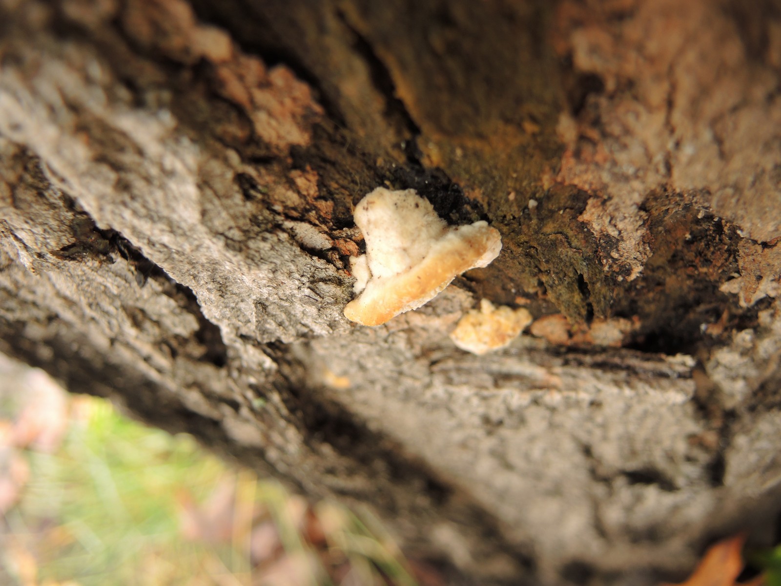 201310191646048 Oak Mazegill (Daedalea quercina) fungus - Manitoulin Island.JPG