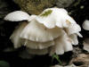 200405150622 Oyster Mushroom (Peziza repanda) - Isabella Co.jpg