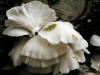 200405150625 Oyster Mushroom (Peziza repanda) - Isabella Co.jpg
