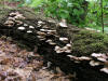 200508048591 Oyster mushroom (Pleurotus ostreatus) - Bob's Lot, Manitoulin.jpg