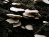 200508048592 Oyster mushroom (Pleurotus ostreatus) - Bob's Lot, Manitoulin.jpg