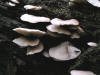 200508048594 Oyster mushroom (Pleurotus ostreatus) - Bob's Lot, Manitoulin.jpg