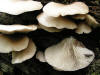 200508048595 Oyster mushroom (Pleurotus ostreatus) - Bob's Lot, Manitoulin.jpg