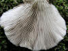 200508048596 Oyster mushroom (Pleurotus ostreatus) - Bob's Lot, Manitoulin.jpg