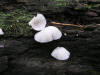 200508048597 Oyster mushroom (Pleurotus ostreatus) - Bob's Lot, Manitoulin.jpg