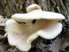 20070512124203 Oyster Mushroom (Pleurotus ostreatus) - Isabella Co.JPG