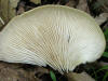 20070512124304 Oyster Mushroom (Pleurotus ostreatus) - Isabella Co.JPG