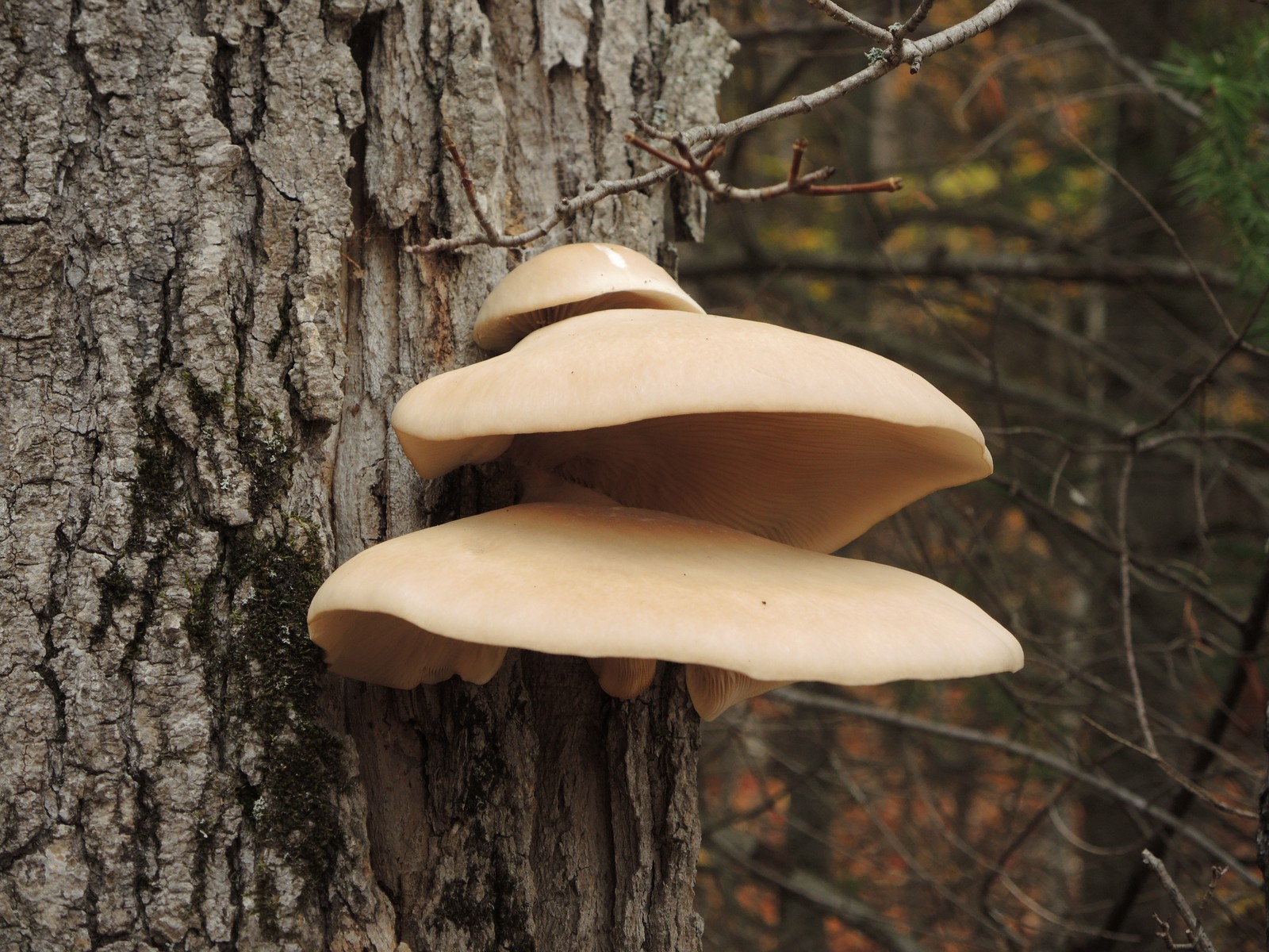 201310161519001 Branching Oyster (Pleurotus cornucopiae) - Manitoulin Island.JPG