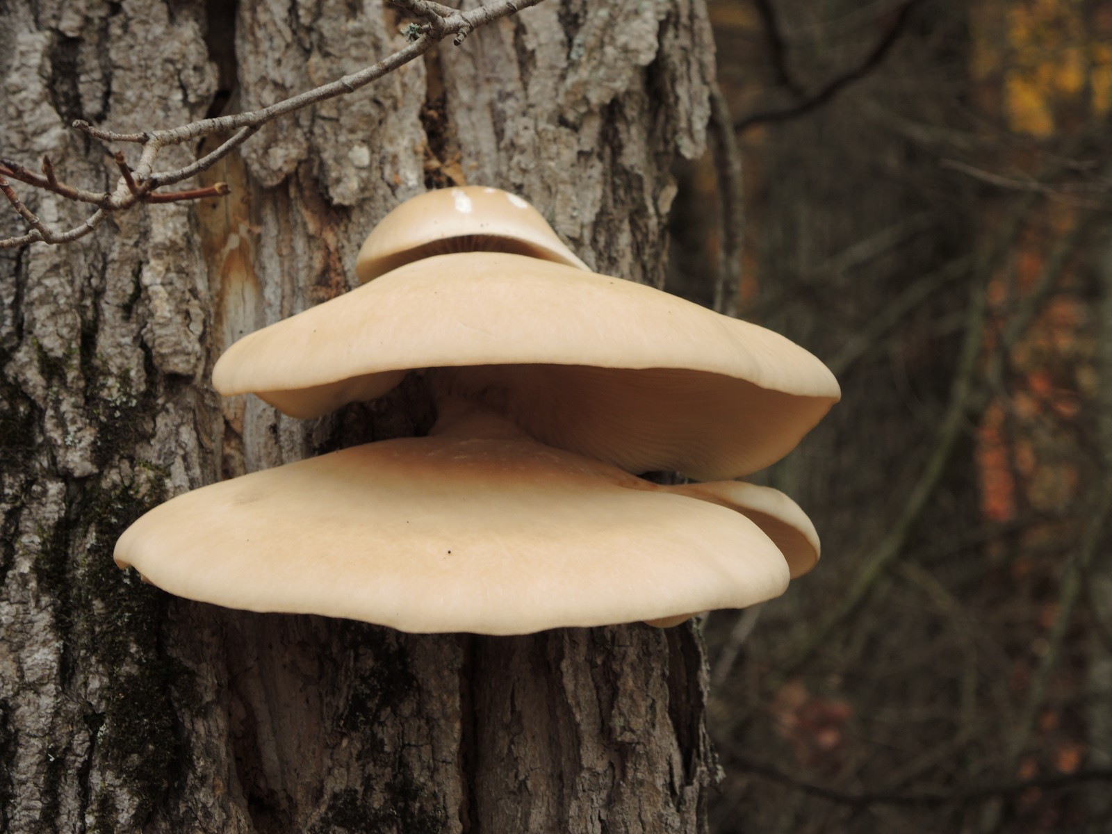 201310161519002 Branching Oyster (Pleurotus cornucopiae) - Manitoulin Island.JPG