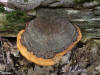 200508058770 Red Banded Polypore bracket fungi (Fomitopsis pinicola) on poplar tree - Manitoulin.jpg