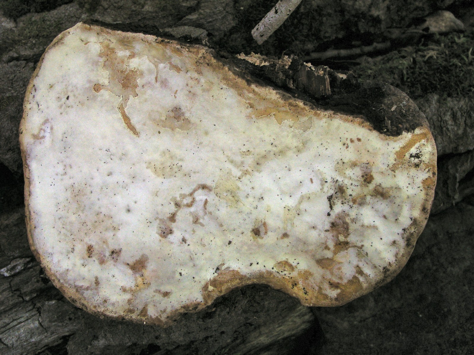 200508058772 Red Banded Polypore bracket fungi (Fomitopsis pinicola) on poplar tree - Manitoulin.jpg