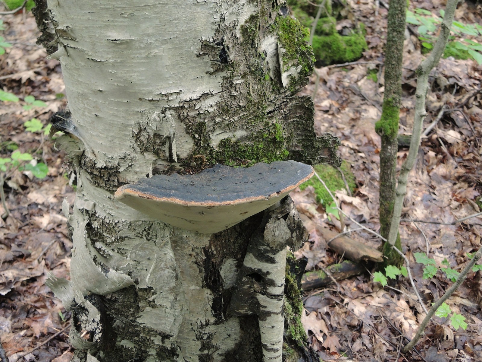 201307281150017 Red Banded Polypore bracket fungi (Fomitopsis pinicola) - Manitoulin Island.JPG