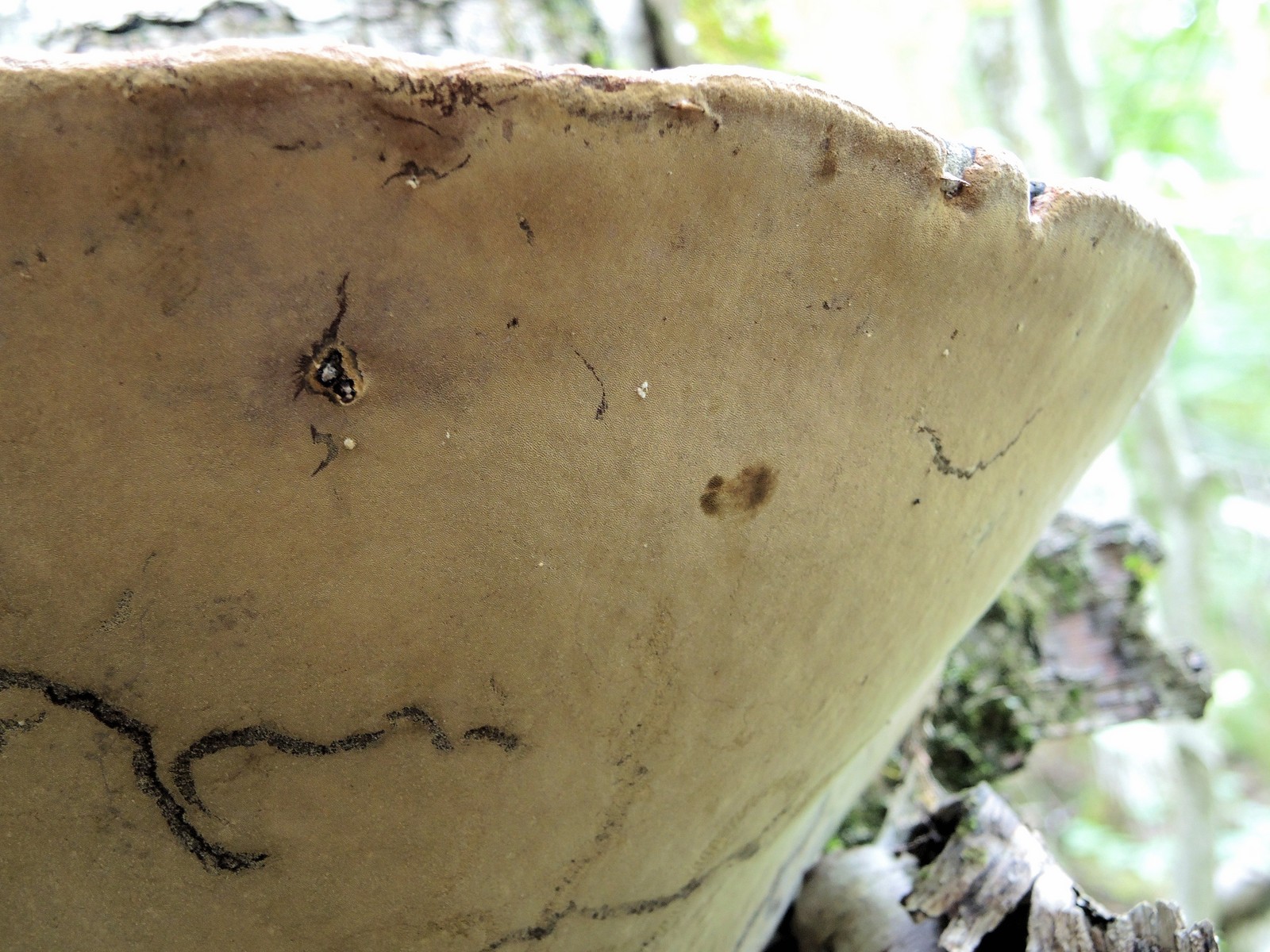 201307281152023 Red Banded Polypore bracket fungi (Fomitopsis pinicola) - Manitoulin Island.JPG