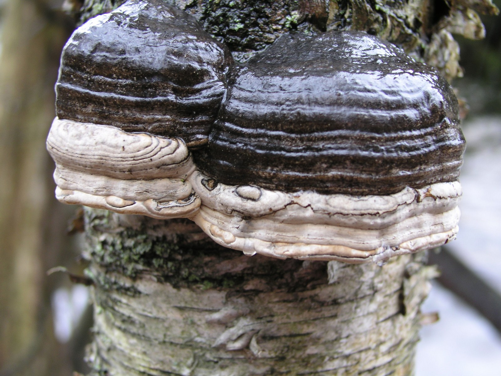 200602040291 Tinder Polypore (Fomes fomentarius) - Isabella Co.JPG