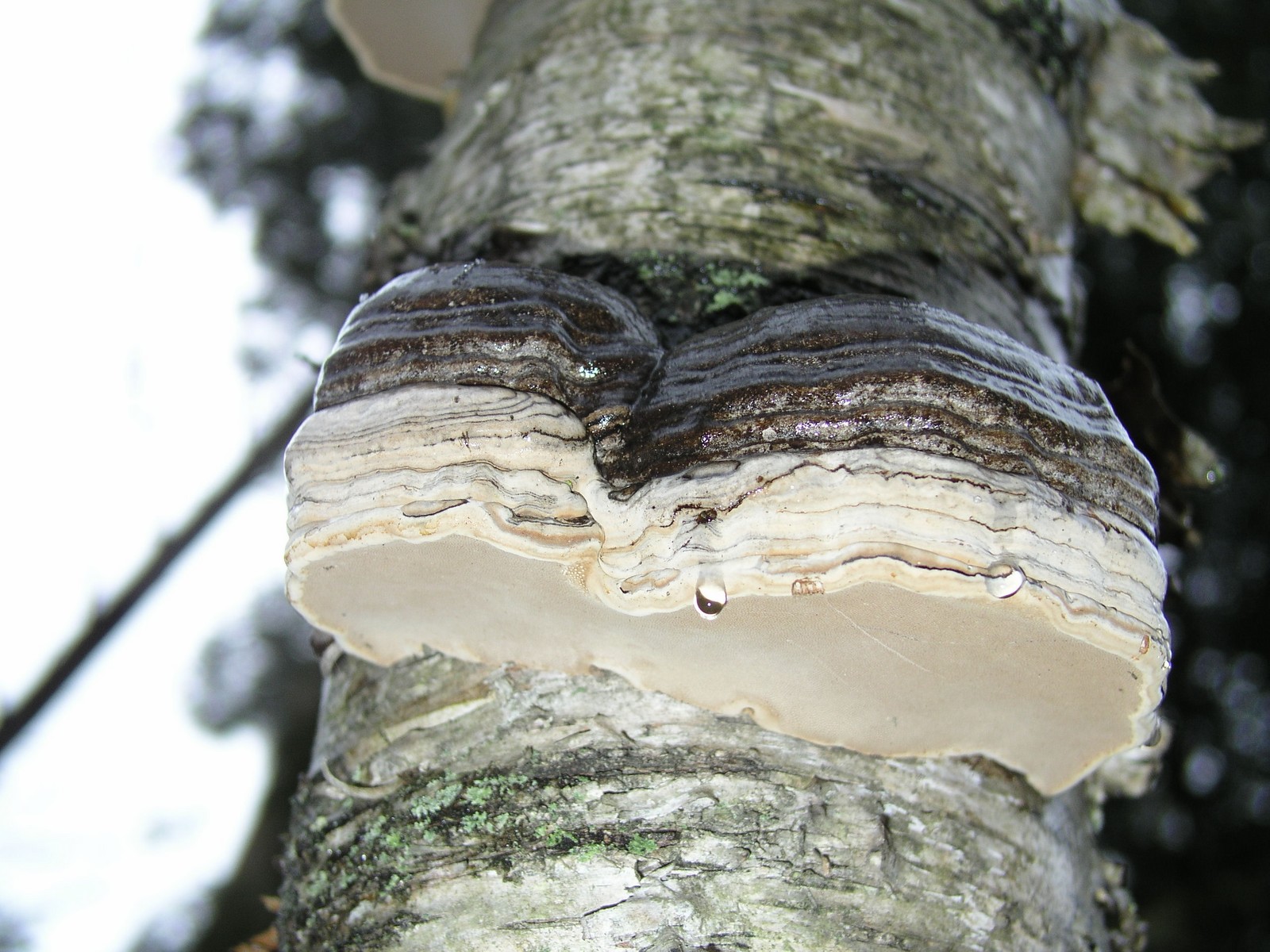 200602040296 Tinder Polypore (Fomes fomentarius) - Isabella Co.JPG