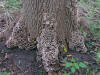 200609162956 Turkey Tail fungus (Trametes versicolor) - Oakland Co.JPG