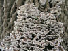 200609162959 Turkey Tail fungus (Trametes versicolor) - Oakland Co.JPG