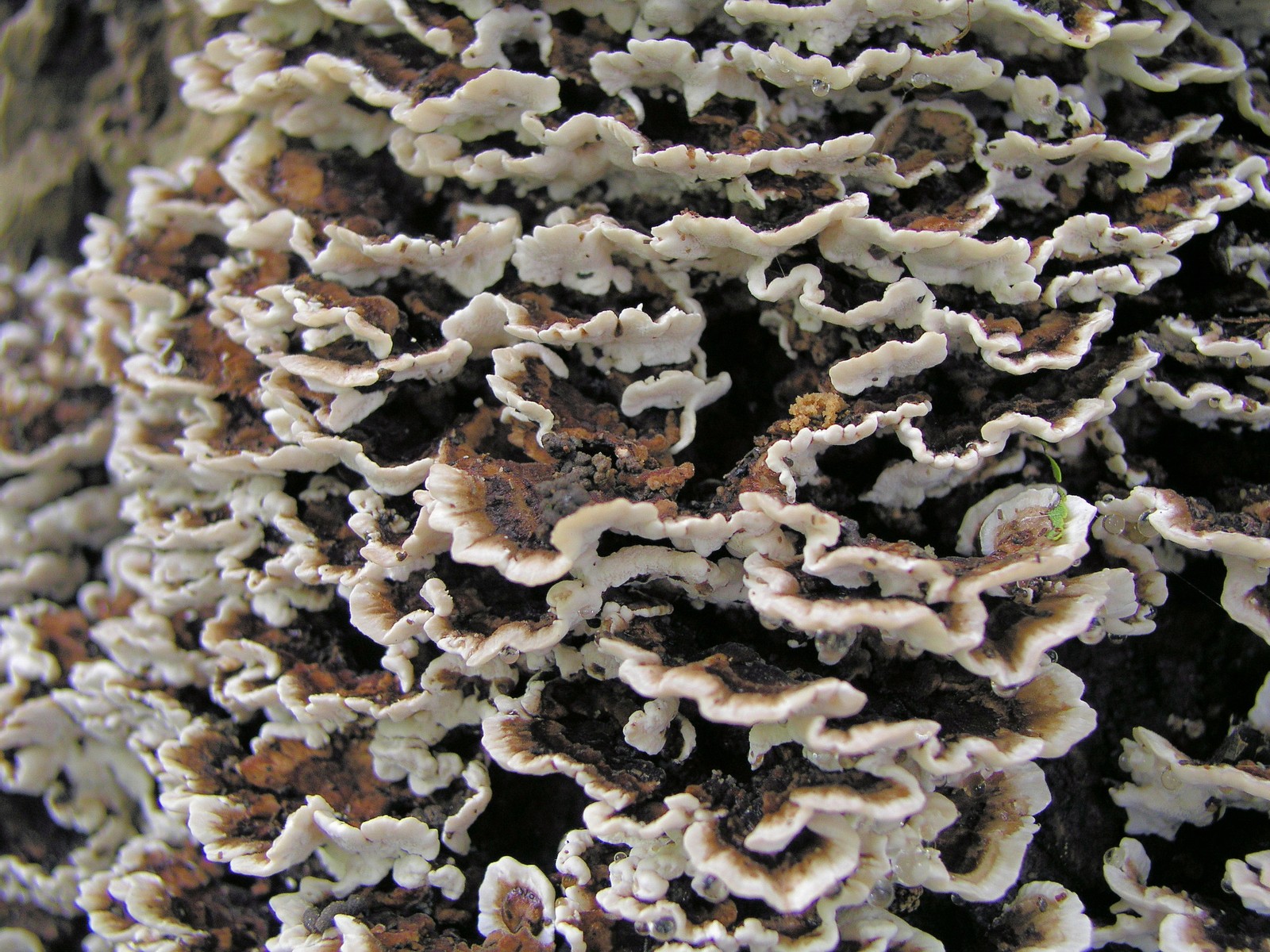 200609162962 Turkey Tail fungus (Trametes versicolor) - Oakland Co.JPG