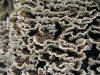 200609162962 Turkey Tail fungus (Trametes versicolor) - Oakland Co.JPG