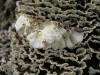 200609162963 Turkey Tail fungus (Trametes versicolor) - Oakland Co.JPG