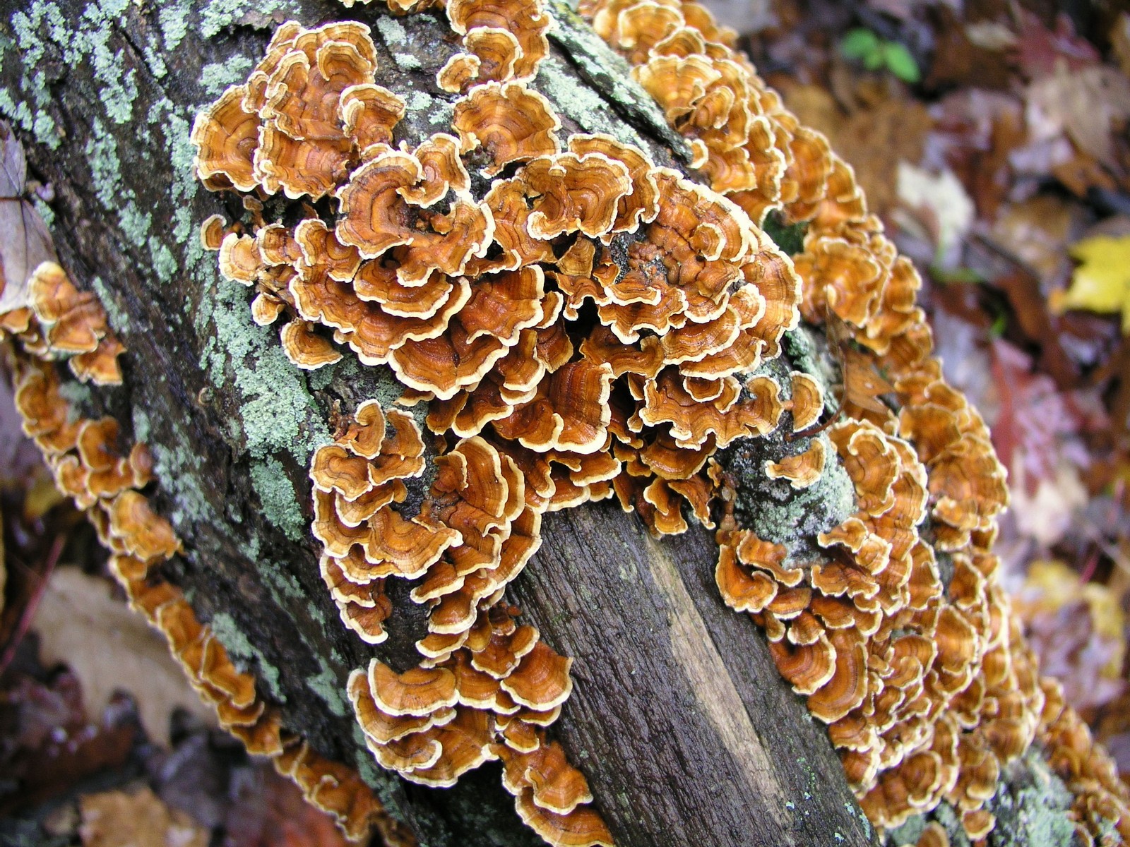 200610223224 Turkey Tail (Trametes versicolor) - Isabella Co.JPG