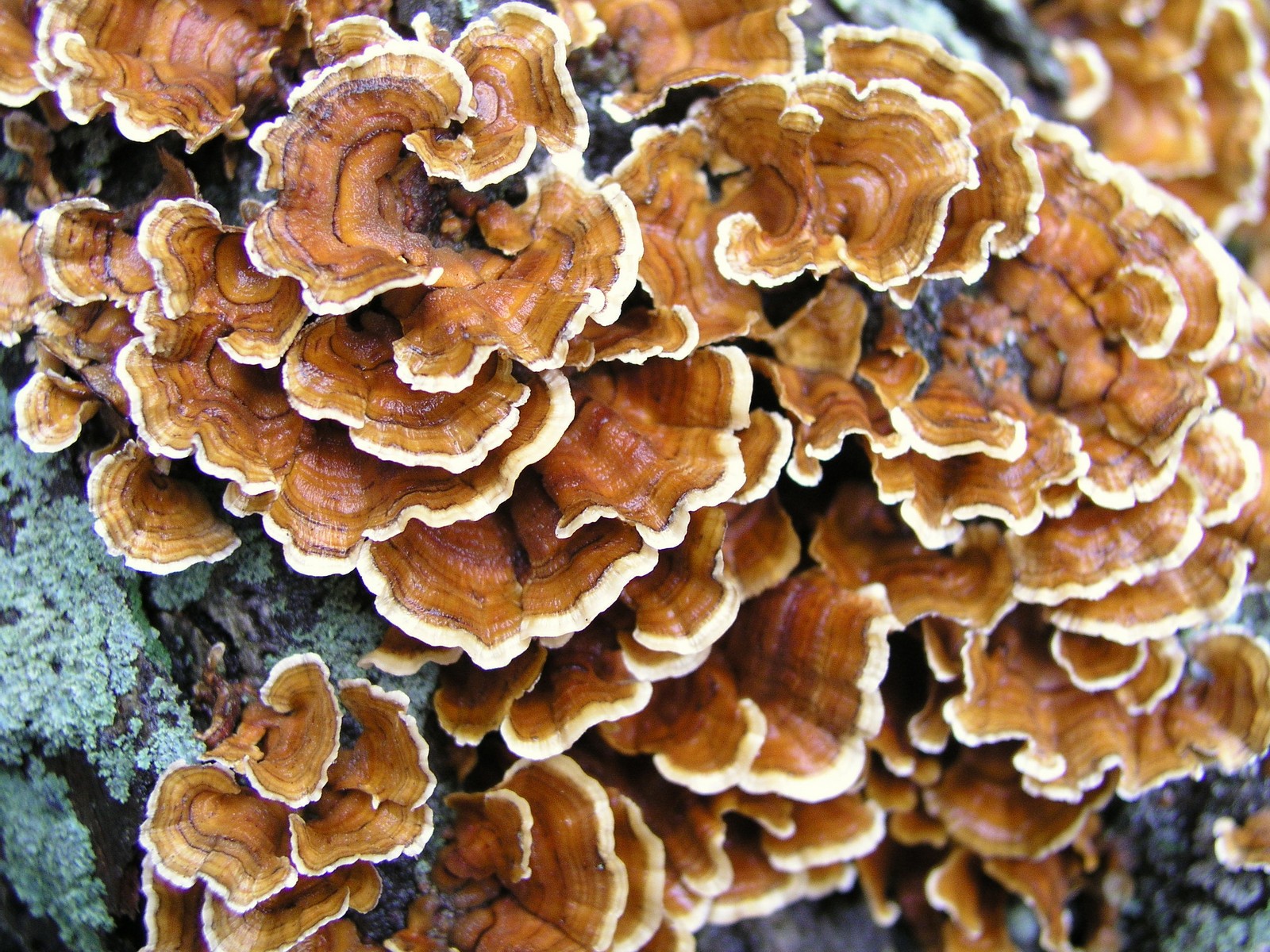 200610223225 Turkey Tail (Trametes versicolor) - Isabella Co.JPG