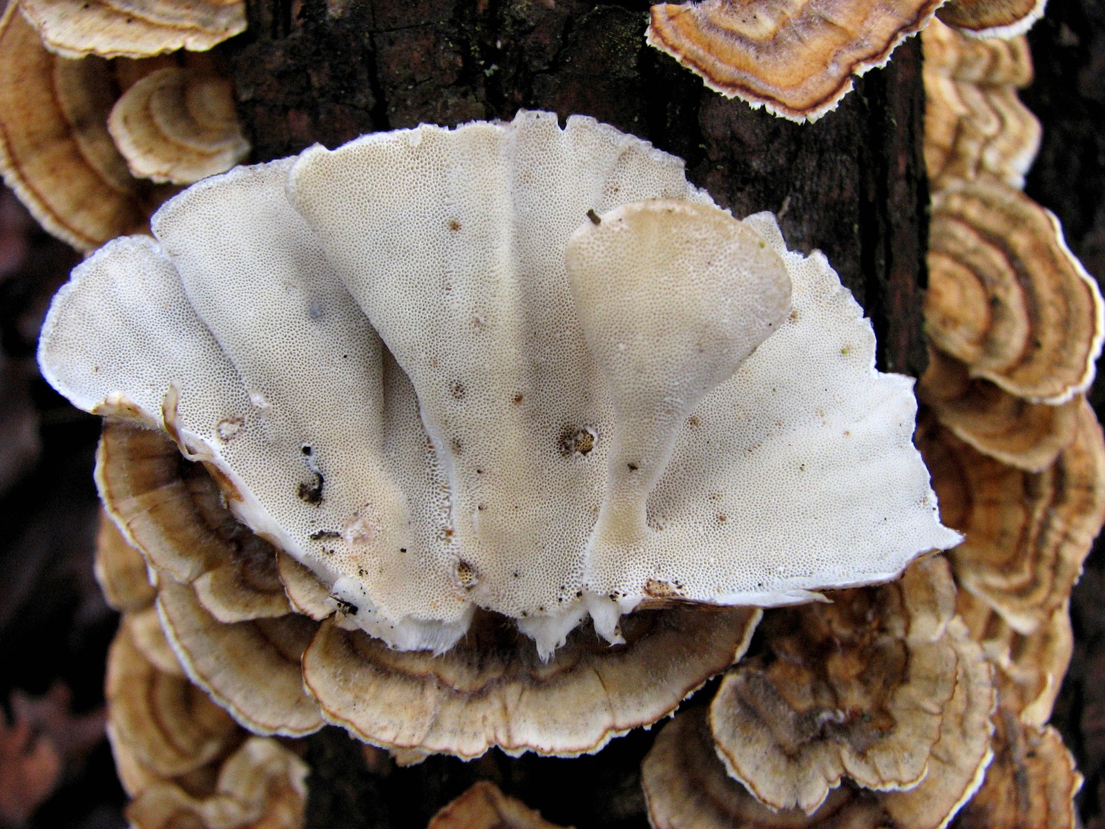 20100314160001 Turkey Tail fungus (Trametes versicolor) pores - Bald Mountain RA.JPG