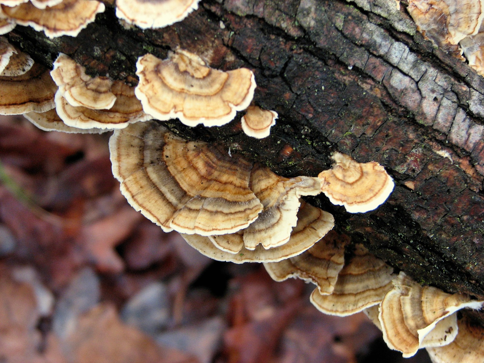 20100314160303 Turkey Tail fungus (Trametes versicolor) - Bald Mountain RA.JPG