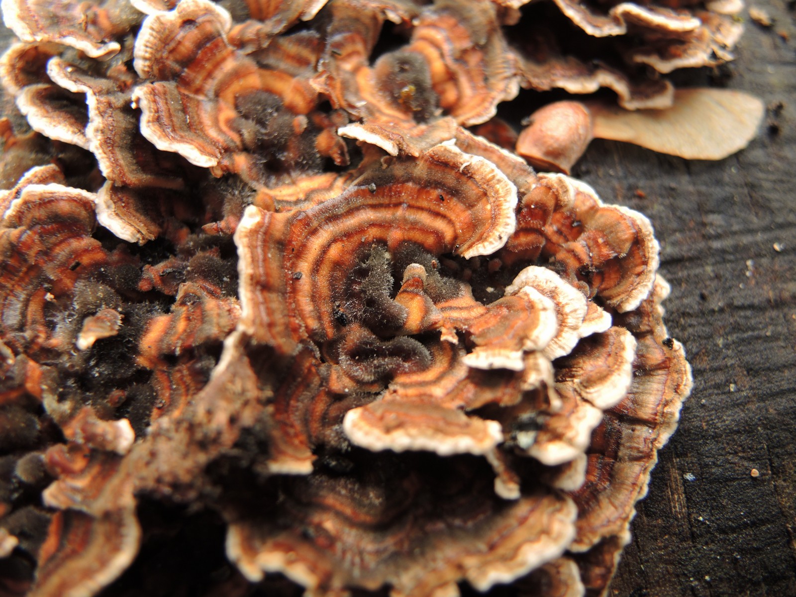 201310191645043 Turkey Tail fungus (Trametes versicolor) - Manitoulin Island.JPG