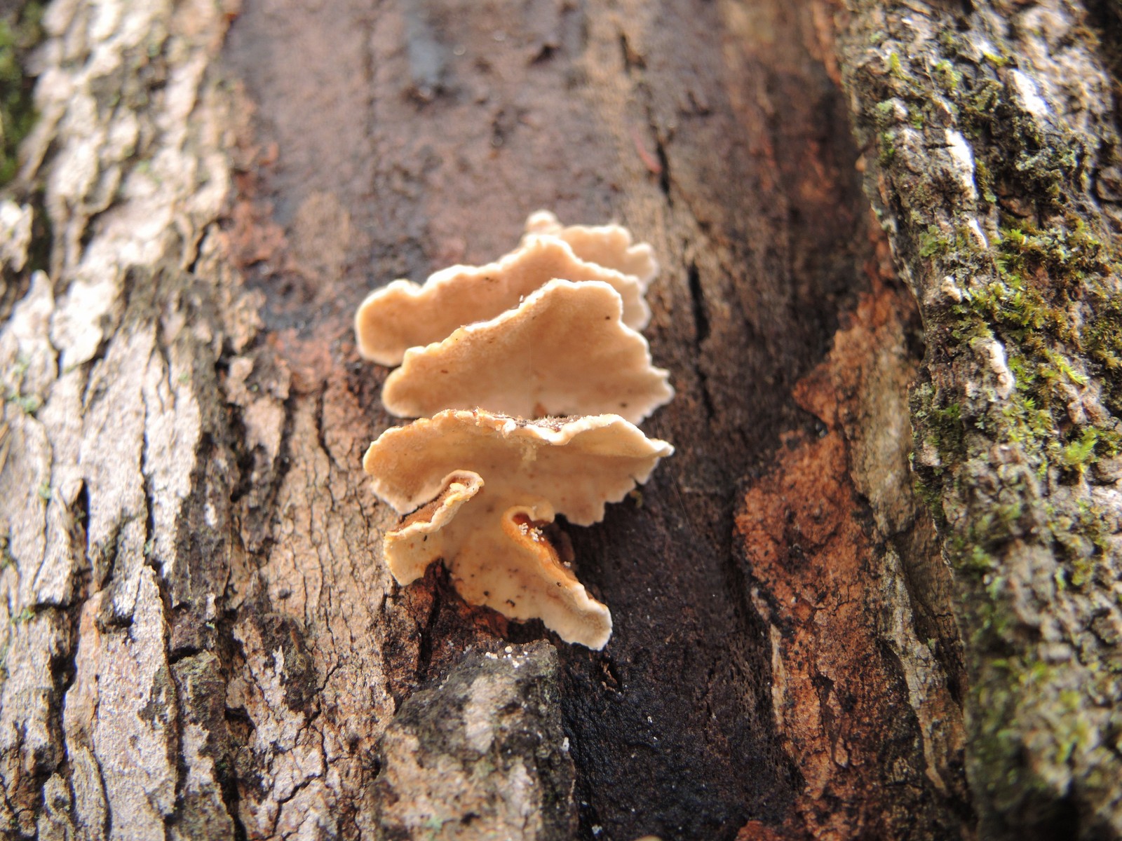 201310191645044 Turkey Tail fungus (Trametes versicolor) - Manitoulin Island.JPG