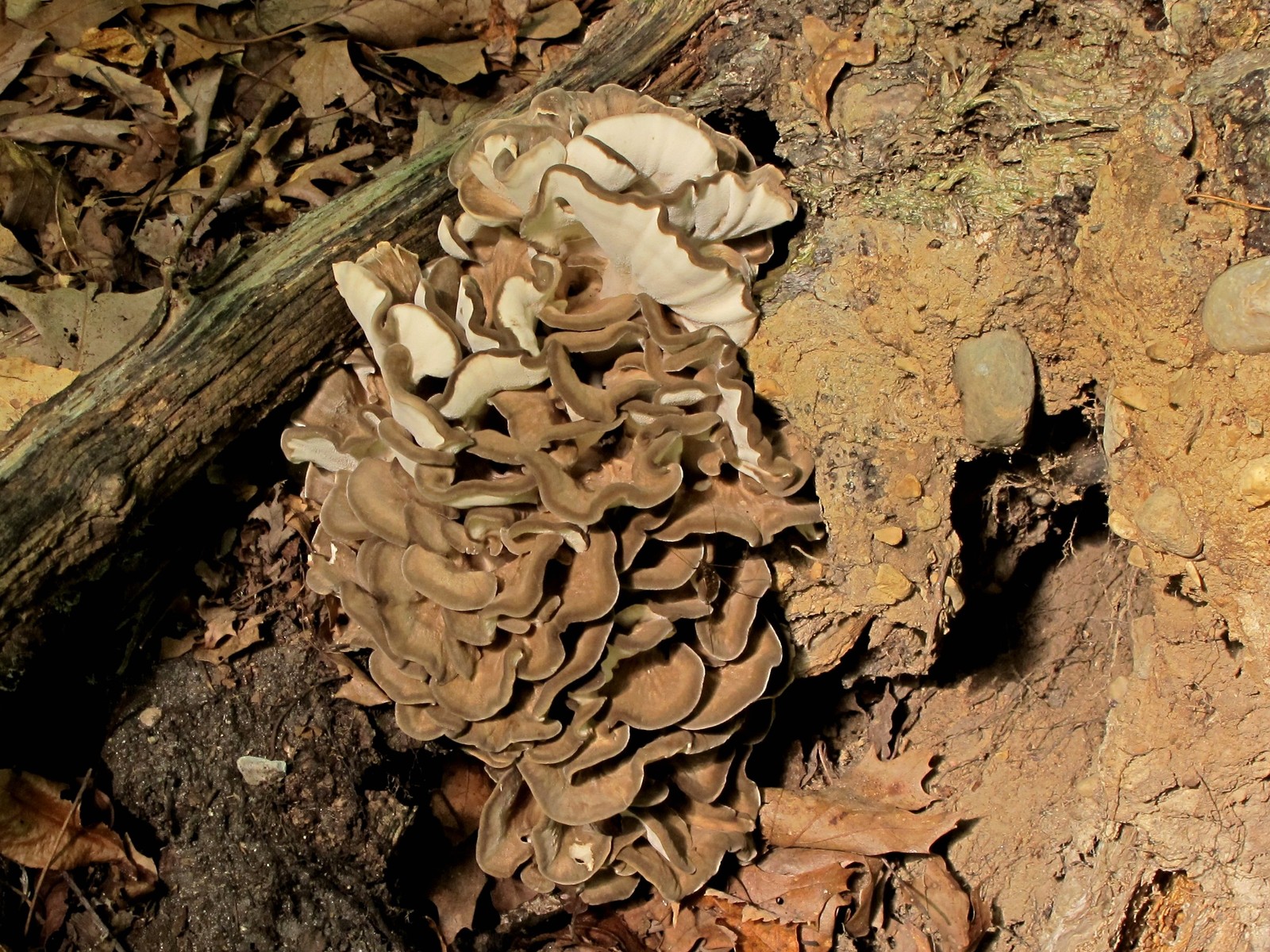 201209021335045 Velvet-top fungus aka Dyer's Polypore (Phaeolus schweinitzii) on rotting tree - Bald Mountain R.A., Oakland Co, MI.JPG