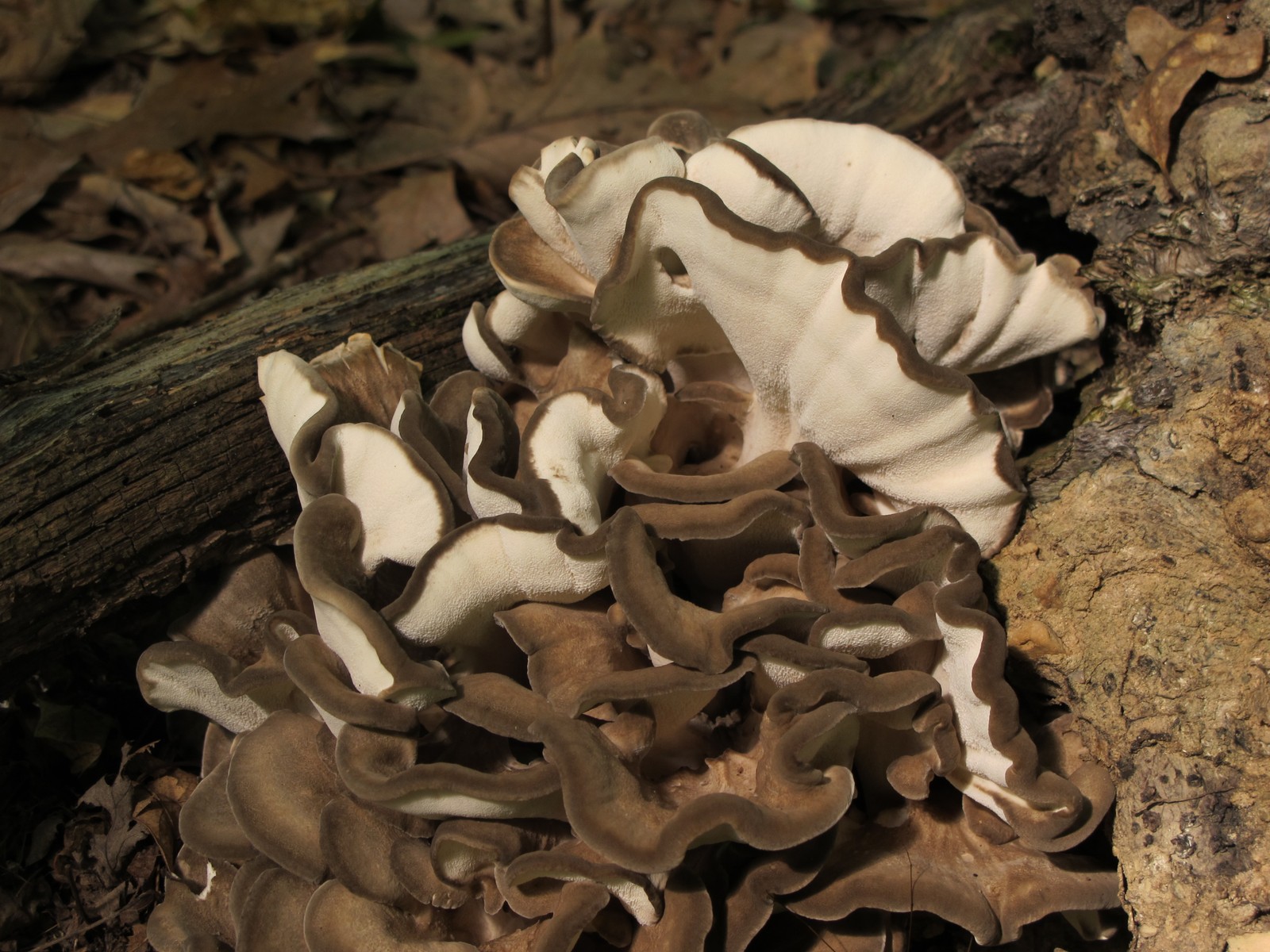 201209021335048 Velvet-top fungus aka Dyer's Polypore (Phaeolus schweinitzii) on rotting tree - Bald Mountain R.A., Oakland Co, MI.JPG