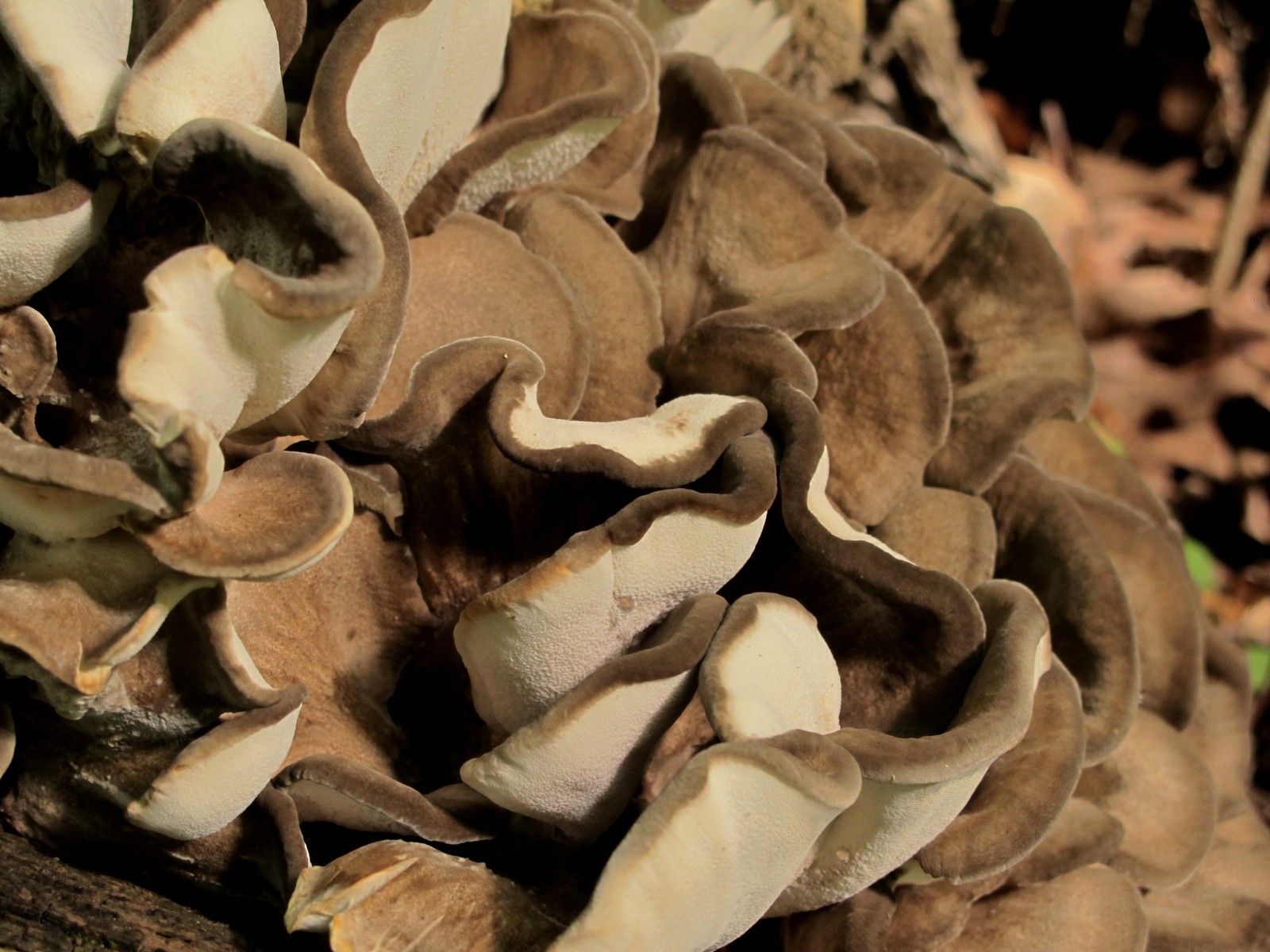 201209021336051 Velvet-top fungus aka Dyer's Polypore (Phaeolus schweinitzii) on rotting tree - Bald Mountain R.A., Oakland Co, MI.JPG