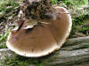 200509039352 Zonate Tooth Fungus (Hydnellum concrescens) - Bob's Lot, Manitoulin.jpg