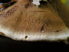 200509039353 Zonate Tooth Fungus (Hydnellum concrescens) - Bob's Lot, Manitoulin.jpg