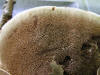 200509039354 Zonate Tooth Fungus (Hydnellum concrescens) - Bob's Lot, Manitoulin.jpg