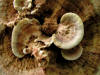 200509039356 Zonate Tooth Fungus (Hydnellum concrescens) - Bob's Lot, Manitoulin.jpg