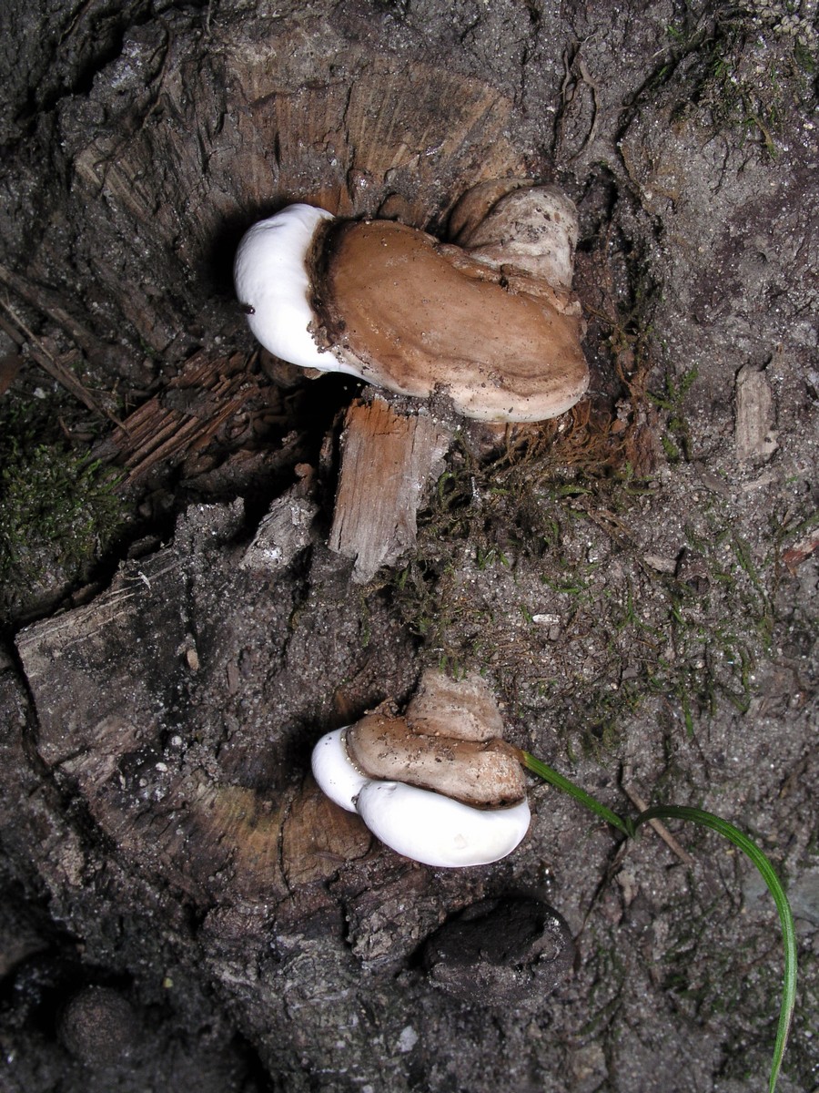 200508239197 bracket fungi (Fomitopsis cajanderi) - Oakland Co..jpg